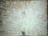 Pavo__cristatus 120 x 90